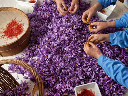 saffronancy flower logo story